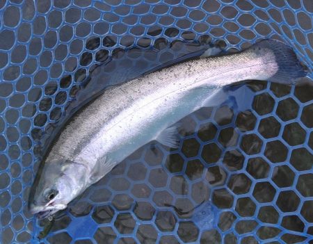 天竜川ルアーフライ専用区